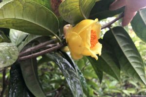 Trà hoa vàng - Giảm nguy cơ gây ung thư