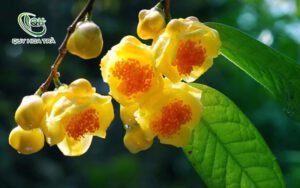 Trà hoa vàng là gì?