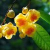 Rượu trà hoa vàng Quảng Ninh