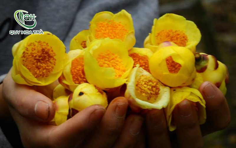 Trà hoa vàng chứa hơn 400 hợp chất quý cho sức khỏe