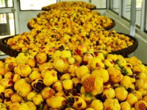 Khi thu hoạch trà hoa vàng cần vận chuyển hoa xuống nhà mày sản xuất càng nhanh càng tốt