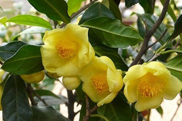Trà hoa vàng Tam Đảo sau mùa ra hoa, có thể thu hoạch hoa, lá và nụ để làm thực phẩm và dược liệu