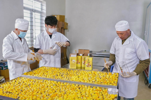 Trà hoa vàng Quy Hoa đã ứng dụng công nghệ sấy đông lạnh thăng hoa, giúp giữ được tối đa tinh chất và vẻ đẹp tự nhiên của trà hoa vàng.
